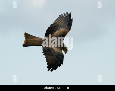 Europäische Schwarze Drachen Milvus Migrans migrans Stockfoto