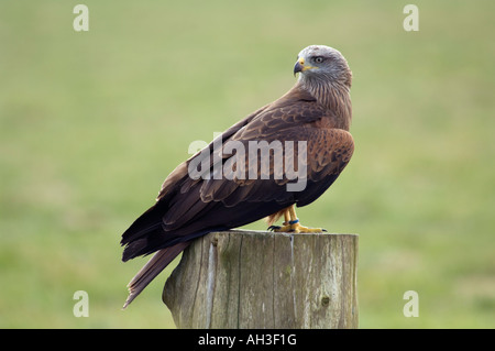 Europäische Schwarze Drachen Milvus Migrans migrans Stockfoto