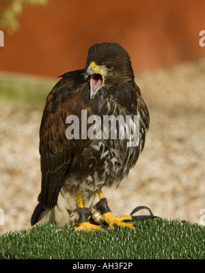 Juvenile Harris Hawk Parabuteo unicinctus Stockfoto