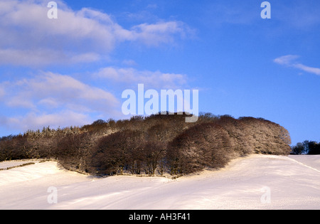 Kleine Holz auf Schnee bedeckt Hügel mit blauem Himmel und weißen Wolken hinter Stockfoto
