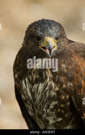 Juvenile Harris Hawk Parabuteo unicinctus Stockfoto