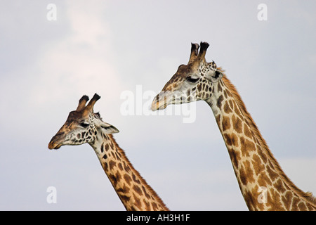 Giraffe Masai Race Stockfoto