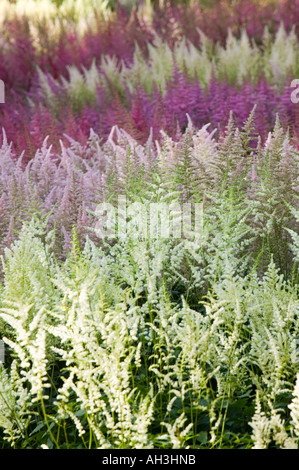 die nationale Sammlung von Astilbes in Holehird Gärten, Windermere, Lake District, Großbritannien Stockfoto