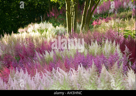 die nationale Sammlung von Astilbes in Holehird Gärten, Windermere, Lake District, Großbritannien Stockfoto