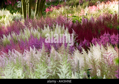 Die nationale Sammlung von Astilbes bei Holehird Gärten, Windermere, Lake District, Cumbria, UK Stockfoto