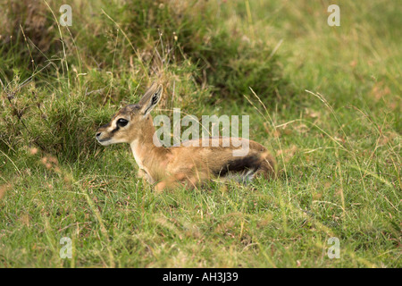 Junge Thomson s Gazelle Stockfoto