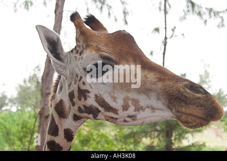 Giraffe Massai Rennen Stockfoto