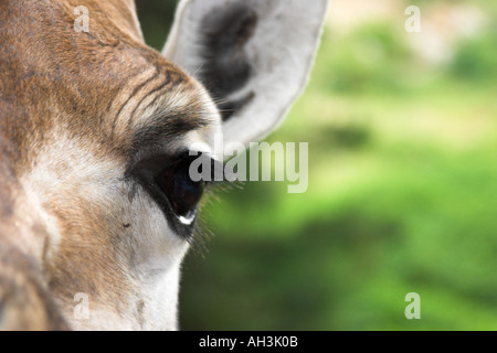 Giraffe Massai Rennen Auge Stockfoto