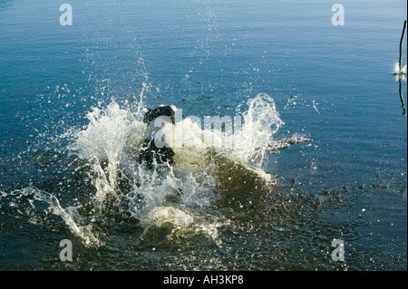 ein Border-Collie Hund zu springen und Schwimmen in Alcock Tarn, Grasmere, Lake District, Großbritannien Stockfoto