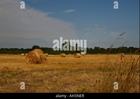 Strohballen auf einem Feld Stockfoto