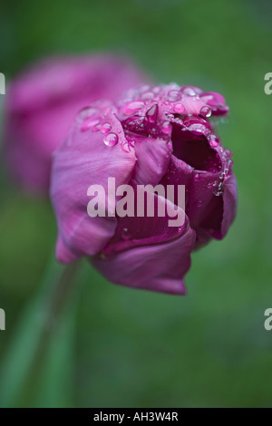 Tulpe Blüte hautnah in abstrakte Stilleben nach Regen Stockfoto