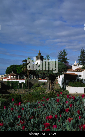 Drachenbaum in Icod de Los Vinos-Teneriffa-Kanarische Inseln-Spanien Stockfoto