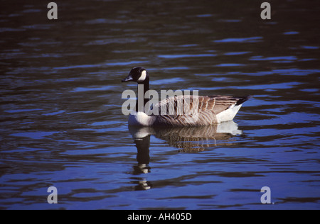 KANADAGANS Branta Canadensis auf Roath Park-See in Cardiff Wales UK Stockfoto