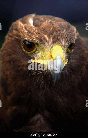 Harris Hawk Stockfoto