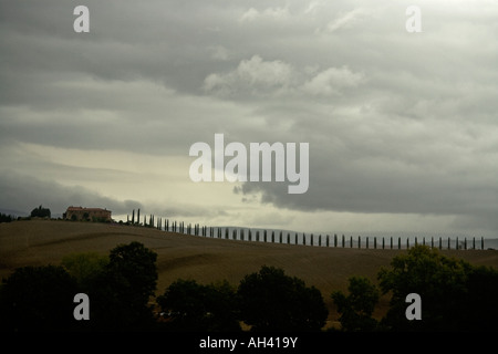 Lange Reihe von Zypressen führt zum Bauernhaus, San Quirico, Toskana, Italien Stockfoto