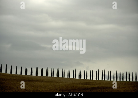 Lange Reihe von Zypressen gegen Horizont, San Quirico, Toskana, Italien Stockfoto