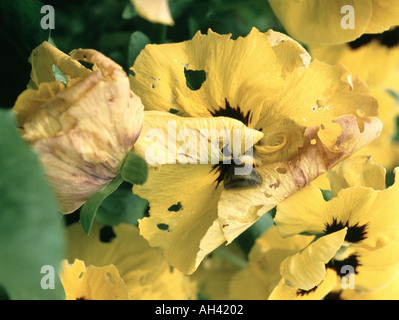 Schwere slug Schäden an winterblüher Stiefmütterchen, Viola sp., Blüte und düsteren Slug Stockfoto