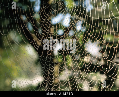 Schecke beleuchtet durch Wald Bäume Hintergrundbeleuchtung ein Tau bedeckt s Spinnennetz am frühen Morgen Stockfoto