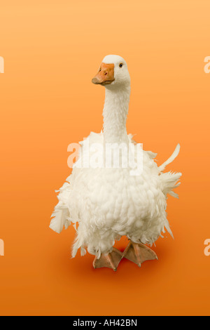 Eine komische weiße Gans mit gekräuselten Federn blickt direkt auf den Betrachter, vor einem hellen orange Hintergrund. Stockfoto