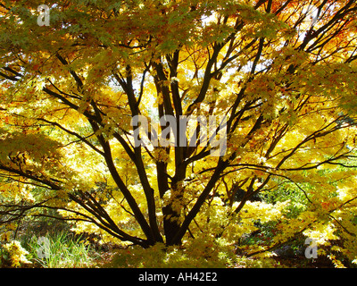 Acer Palmatum Senkaki japanische Ahorn im Herbst Herbst Farbe Stockfoto