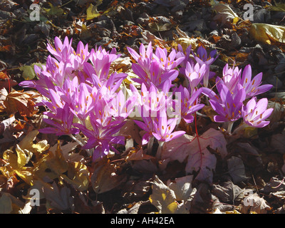 Colchicum Autumnale Herbstzeitlose Stockfoto