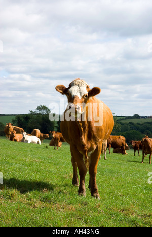 Braune und weiße Kuh mit fliegen umschwirrt Kopf Stockfoto