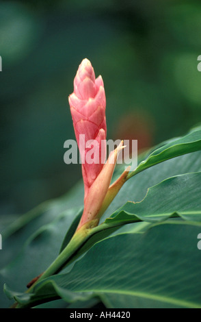 Blume des Ingwer Pflanze Zingiber Officinale, Zingiberaceae. Costa Rica, Süd-Amerika Stockfoto