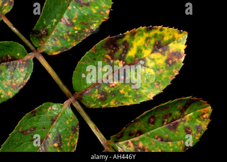 Stieg um Rost Phragmidium Tuberculatum Multi farbige Läsionen am oberen Blattoberfläche Stockfoto