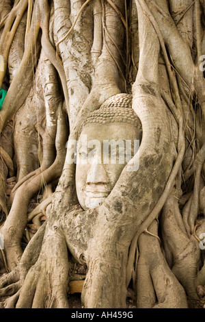 Stein Buddha-Kopf in Baumwurzeln im Wat Mahathat in Geschichtspark Ayutthaya, Thailand Stockfoto