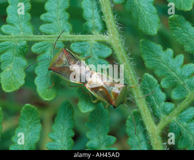 "Weißdorn Schild Bugs" (Acanthosoma Haemorrhoidale) Paarung auf ein Farn. Stockfoto