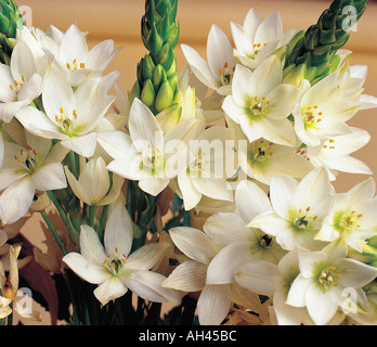 Nahaufnahme Blumenstrauß des Sterns von bethlehem Stockfoto