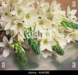 Nahaufnahme Blumenstrauß des Sterns von bethlehem Stockfoto