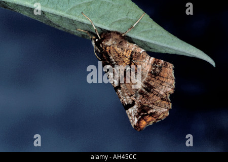 Lila Dorn Motte (Selenia Tetralunaria). Stockfoto