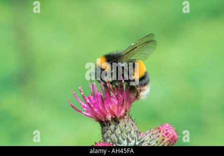 Hummel (Bombus Terrestris, Familie Apidae) auf einer Distel. Stockfoto