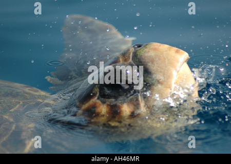 Unechte Karettschildkröte in Zakynthos Stockfoto