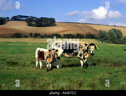 English Longhorn Kuh und Kalb auf einer Farm in Lincolnshire Wolds UK Stockfoto