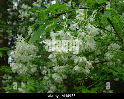 Chionanthus Virginicus Garten Sommer blühender Strauch The Fringe Baum Stockfoto