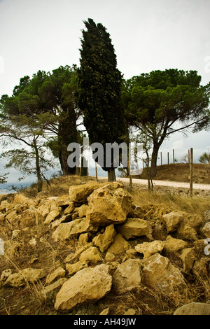 Bäume auf Feldweg mit großen Steinen im Vordergrund, Val d ' Orcia, Toskana, Italien Stockfoto