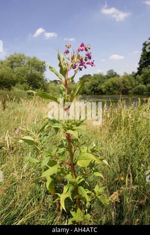 Drüsige Springkraut Pflanzen eindringenden Ufer des Flusses Wye UK Stockfoto