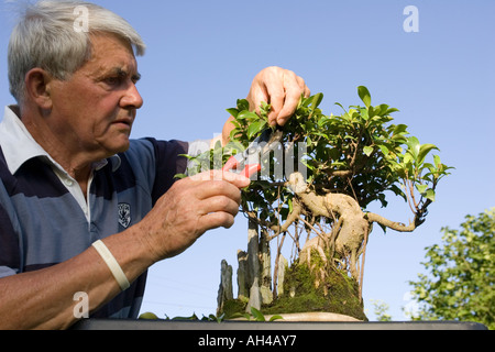 Gärtner mit Gartenschere Zusatzplatte Wachstum von Bonsai Feigenbaum Cotswolds UK zu entfernen Stockfoto