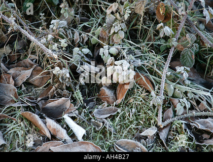 AM FRÜHEN MORGEN FROST AUF TOT HERBSTLAUB Stockfoto