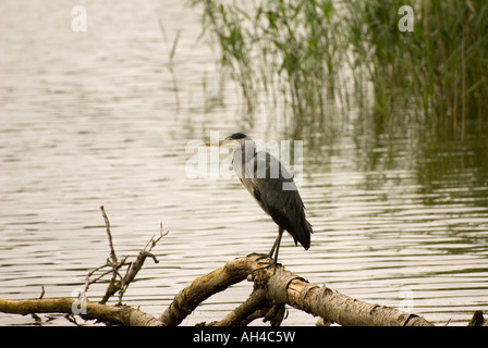 Graureiher - Ardea cinerea Stockfoto