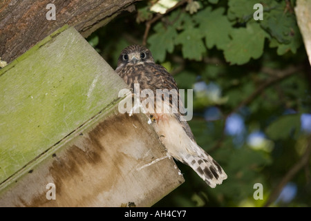 Junge Turmfalken Falco Tinnunculus thront am Ende der Waldkauz nisten Box Cotswolds UK Stockfoto