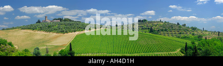 Panorama der großen Hügel toskanischen Landgut mit Weinreben im grünen Weinbergen und Olivenhainen der Toskana Italien Stockfoto