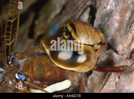 Braune Hawker Libelle Stockfoto