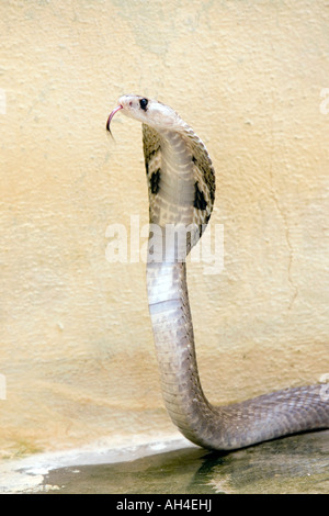 Indische Spectacled Cobra. Indien Stockfoto