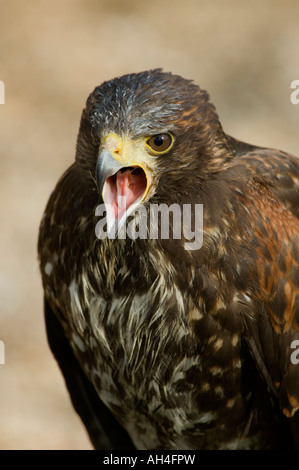 Juvenile Harris Hawk Parabuteo unicinctus Stockfoto