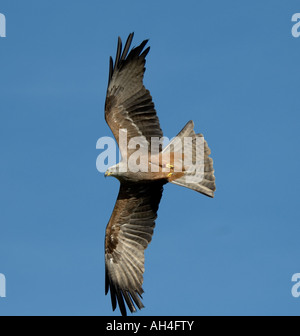 Europäische Schwarze Drachen Milvus Migrans migrans Stockfoto