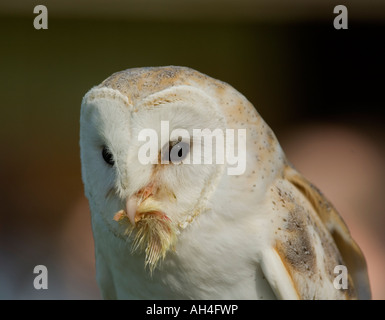 Schleiereule (Tyto alba) Essen ein Küken, Großbritannien Stockfoto
