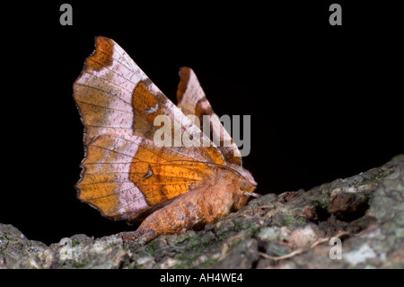 Lila Dorn Motte Selenia Tetralunaria mit Flügel angehoben Stockfoto